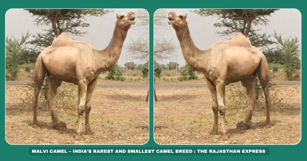 Malvi camel breed Smallest Indian camel Off-white camels India Trypanosomiasis-resistant camel Madhya Pradesh livestock Malwa region camels Endangered camel breeds Camel milk production Climate-adapted camels