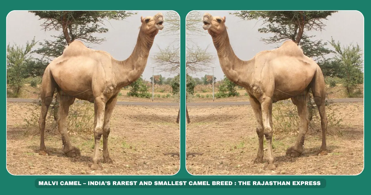 Malvi camel breed Smallest Indian camel Off-white camels India Trypanosomiasis-resistant camel Madhya Pradesh livestock Malwa region camels Endangered camel breeds Camel milk production Climate-adapted camels