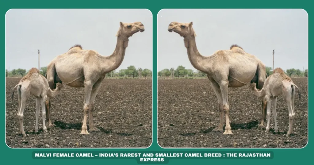 Malvi camel breed Smallest Indian camel Off-white camels India Trypanosomiasis-resistant camel Madhya Pradesh livestock Malwa region camels Endangered camel breeds Camel milk production Climate-adapted camels