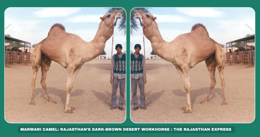 Marwari camel breed Rajasthan draught camels Dark brown camel India Pack camel for desert farming Endangered camel breeds Marwar region livestock Camel transport Rajasthan Barmer/Jodhpur camels