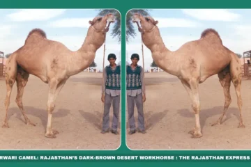 Marwari camel breed Rajasthan draught camels Dark brown camel India Pack camel for desert farming Endangered camel breeds Marwar region livestock Camel transport Rajasthan Barmer/Jodhpur camels