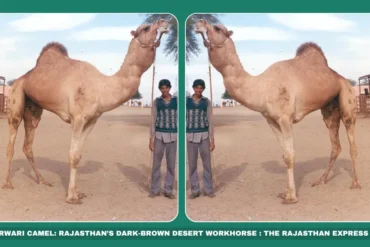Marwari camel breed Rajasthan draught camels Dark brown camel India Pack camel for desert farming Endangered camel breeds Marwar region livestock Camel transport Rajasthan Barmer/Jodhpur camels