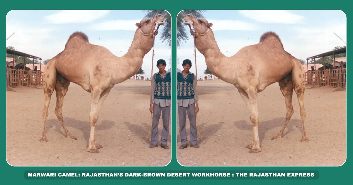 Marwari camel breed Rajasthan draught camels Dark brown camel India Pack camel for desert farming Endangered camel breeds Marwar region livestock Camel transport Rajasthan Barmer/Jodhpur camels