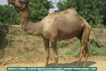 Mewati camel breed Rajasthan work camels Hard-footed camels Alwar camel herders Bharatpur livestock Draught camel breeds Desert riding camels Endangered Indian camels