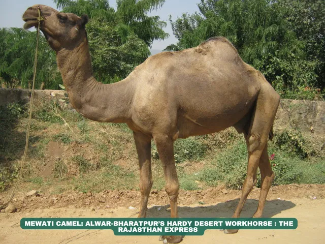 Mewati camel breed Rajasthan work camels Hard-footed camels Alwar camel herders Bharatpur livestock Draught camel breeds Desert riding camels Endangered Indian camels