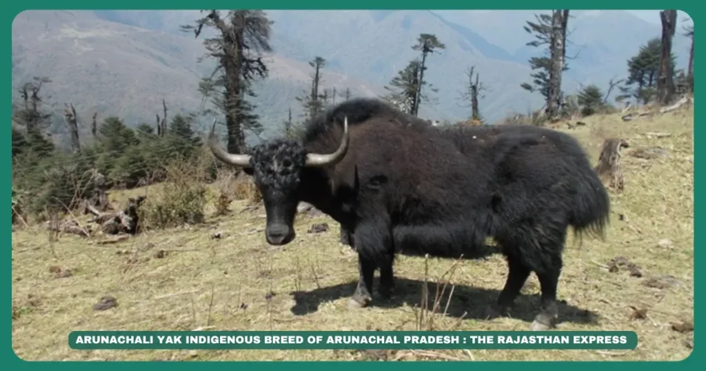 Brokpa yak management Yak milk and fibre Tawang Yak breed West Kameng Yak High altitude livestock Domestic Yak Poephagus grunniens Yak wool and hair Transhumant herding India Arunachali Yak Yak breed of Arunachal Pradesh Indigenous Yak of India