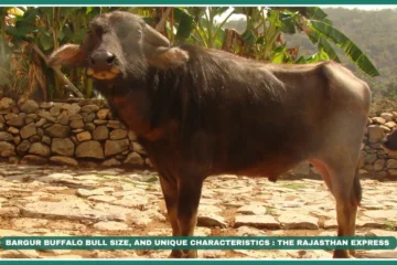 "Bargur Buffalo": Origin, Size, and Unique Characteristics of Bargur Buffalo.