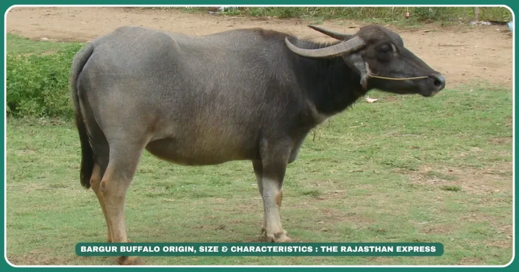 "Bargur Buffalo": Origin, Size, and Unique Characteristics of Bargur Buffalo.