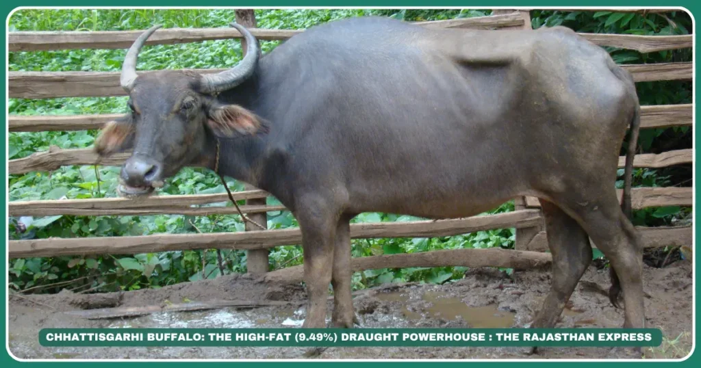 Chhattisgarhi buffalo High-fat milk buffalo Bathaan management system Desi buffalo India Paddy field draught animals Peda milk sweet Chhattisgarh native breeds Slow-maturing buffalo 13.9% milk fat record,The Backbone of Chhattisgarh’s Farms,Buffalo with highest milk fat in India" "Bathaan system for buffalo management" "Buy Chhattisgarhi buffalo for paddy fields"