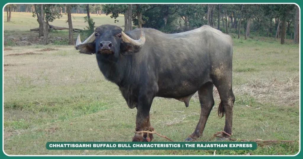 Chhattisgarhi buffalo High-fat milk buffalo Bathaan management system Desi buffalo India Paddy field draught animals Peda milk sweet Chhattisgarh native breeds Slow-maturing buffalo 13.9% milk fat record,The Backbone of Chhattisgarh’s Farms,Buffalo with highest milk fat in India" "Bathaan system for buffalo management" "Buy Chhattisgarhi buffalo for paddy fields"