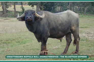 Chhattisgarhi buffalo High-fat milk buffalo Bathaan management system Desi buffalo India Paddy field draught animals Peda milk sweet Chhattisgarh native breeds Slow-maturing buffalo 13.9% milk fat record,The Backbone of Chhattisgarh’s Farms,Buffalo with highest milk fat in India" "Bathaan system for buffalo management" "Buy Chhattisgarhi buffalo for paddy fields"