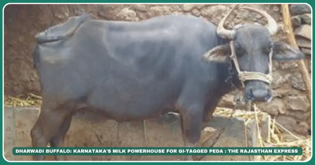 Dharwadi buffaloKarnataka buffalo breedsDharwad Peda GI tagBlack dairy buffaloMilk yield buffalo breedsLow-rainfall buffaloIndian dairy breedsBagalkot buffalo farmersCylindrical teat buffalo
The Sweet Legend: Dharwadi Buffalo & Karnataka’s Dairy Heritage , Buffalo for Dharwad Peda production""Best low-rainfall dairy buffalo India""Buy Dharwadi buffalo Bagalkot"