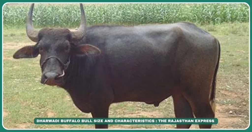 Dharwadi buffalo Karnataka buffalo breeds Dharwad Peda GI tag Black dairy buffalo Milk yield buffalo breeds Low-rainfall buffalo Indian dairy breeds Bagalkot buffalo farmers Cylindrical teat buffalo The Sweet Legend: Dharwadi Buffalo & Karnataka’s Dairy Heritage , Buffalo for Dharwad Peda production" "Best low-rainfall dairy buffalo India" "Buy Dharwadi buffalo Bagalkot"