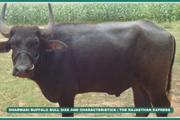 Dharwadi buffalo Karnataka buffalo breeds Dharwad Peda GI tag Black dairy buffalo Milk yield buffalo breeds Low-rainfall buffalo Indian dairy breeds Bagalkot buffalo farmers Cylindrical teat buffalo The Sweet Legend: Dharwadi Buffalo & Karnataka’s Dairy Heritage , Buffalo for Dharwad Peda production" "Best low-rainfall dairy buffalo India" "Buy Dharwadi buffalo Bagalkot"