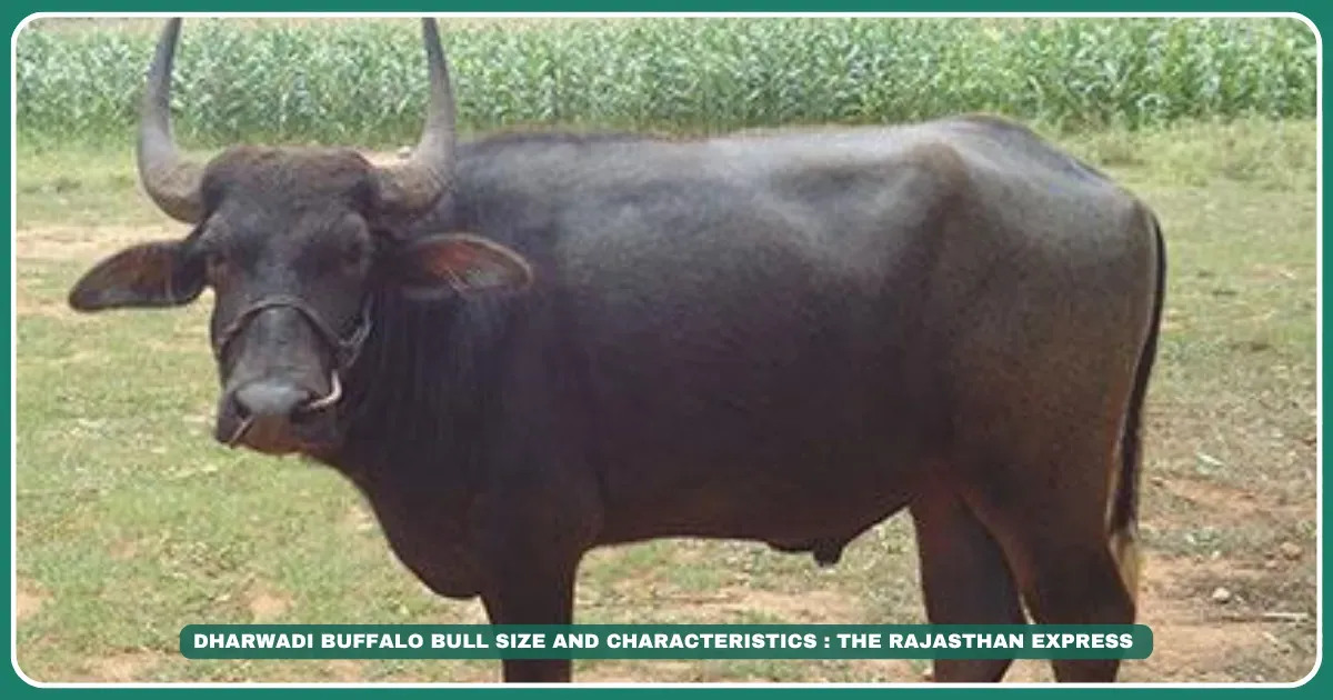 Dharwadi buffalo Karnataka buffalo breeds Dharwad Peda GI tag Black dairy buffalo Milk yield buffalo breeds Low-rainfall buffalo Indian dairy breeds Bagalkot buffalo farmers Cylindrical teat buffalo The Sweet Legend: Dharwadi Buffalo & Karnataka’s Dairy Heritage , Buffalo for Dharwad Peda production" "Best low-rainfall dairy buffalo India" "Buy Dharwadi buffalo Bagalkot"