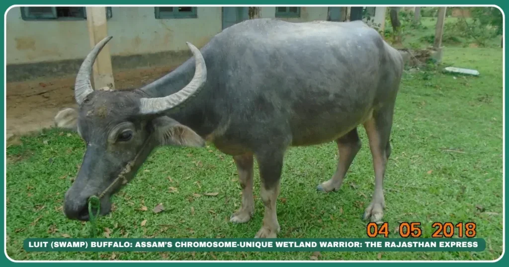 Luit swamp buffalo

Assamese swamp buffalo

Brahmaputra river buffalo

48-chromosome buffalo

Wetland draught animals

Khuti nomadic farming

High-fat milk buffalo

Northeast India livestock

Paddy field buffalo breed

The Island Dweller: Luit Buffalo’s Wetland Realm , "Brahmaputra’s Genetic Anomaly with 48 Chromosomes" ,"Buffalo with 48 chromosomes"

"Best buffalo for paddy farming"

"Khuti buffalo management in Assam" "Majuli island livestock," "Brahmaputra floodplain farming," "Assam dairy traditions"