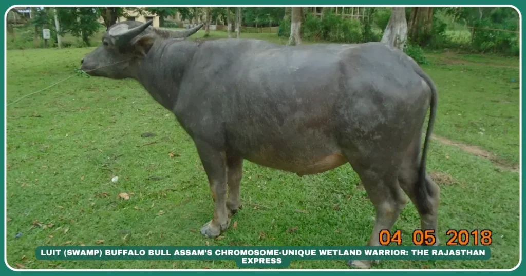 Luit swamp buffalo Assamese swamp buffalo Brahmaputra river buffalo 48-chromosome buffalo Wetland draught animals Khuti nomadic farming High-fat milk buffalo Northeast India livestock Paddy field buffalo breed The Island Dweller: Luit Buffalo’s Wetland Realm , "Brahmaputra’s Genetic Anomaly with 48 Chromosomes" ,"Buffalo with 48 chromosomes" "Best buffalo for paddy farming" "Khuti buffalo management in Assam" "Majuli island livestock," "Brahmaputra floodplain farming," "Assam dairy traditions"