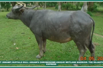 Luit swamp buffalo Assamese swamp buffalo Brahmaputra river buffalo 48-chromosome buffalo Wetland draught animals Khuti nomadic farming High-fat milk buffalo Northeast India livestock Paddy field buffalo breed The Island Dweller: Luit Buffalo’s Wetland Realm , "Brahmaputra’s Genetic Anomaly with 48 Chromosomes" ,"Buffalo with 48 chromosomes" "Best buffalo for paddy farming" "Khuti buffalo management in Assam" "Majuli island livestock," "Brahmaputra floodplain farming," "Assam dairy traditions"