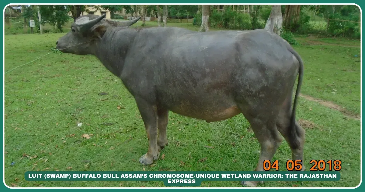 Luit swamp buffalo Assamese swamp buffalo Brahmaputra river buffalo 48-chromosome buffalo Wetland draught animals Khuti nomadic farming High-fat milk buffalo Northeast India livestock Paddy field buffalo breed The Island Dweller: Luit Buffalo’s Wetland Realm , "Brahmaputra’s Genetic Anomaly with 48 Chromosomes" ,"Buffalo with 48 chromosomes" "Best buffalo for paddy farming" "Khuti buffalo management in Assam" "Majuli island livestock," "Brahmaputra floodplain farming," "Assam dairy traditions"