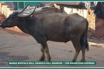 Manda buffalo Odisha hill buffalo Eastern Ghats livestock High-fat milk buffalo Koraput native breeds Copper-haired buffalo Dual-purpose buffalo Drought-resistant buffalo Nawarangapur dairy "Buffalo for hilly terrain farming" "Manda buffalo milk fat percentage" "Buy Manda buffalo Koraput"Manda Buffalo: Odisha's Hill Warrior with 8.4% Fat Milk | Breed Spotlight