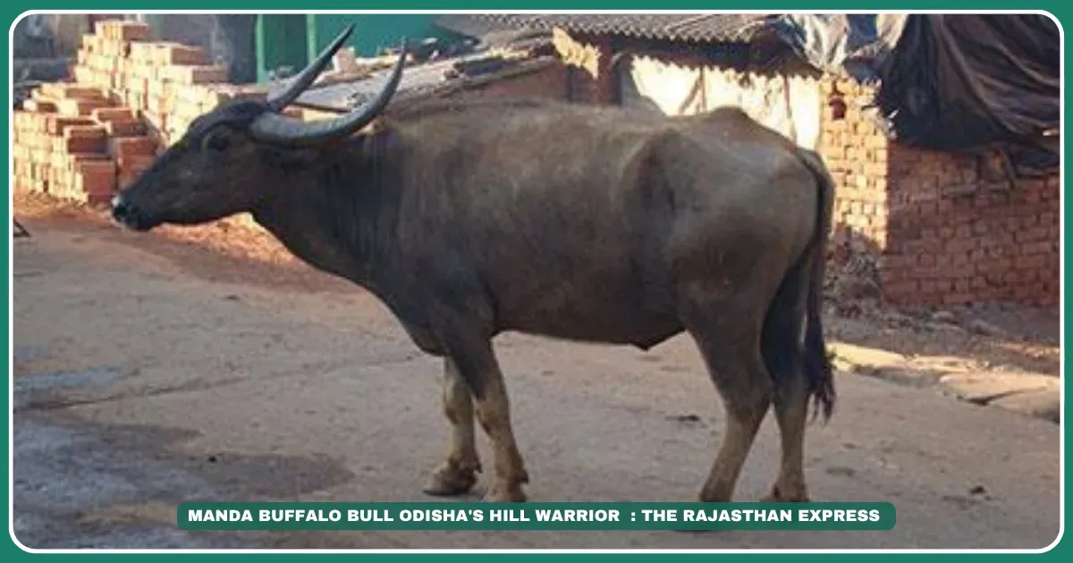 Manda buffalo Odisha hill buffalo Eastern Ghats livestock High-fat milk buffalo Koraput native breeds Copper-haired buffalo Dual-purpose buffalo Drought-resistant buffalo Nawarangapur dairy "Buffalo for hilly terrain farming" "Manda buffalo milk fat percentage" "Buy Manda buffalo Koraput"Manda Buffalo: Odisha's Hill Warrior with 8.4% Fat Milk | Breed Spotlight