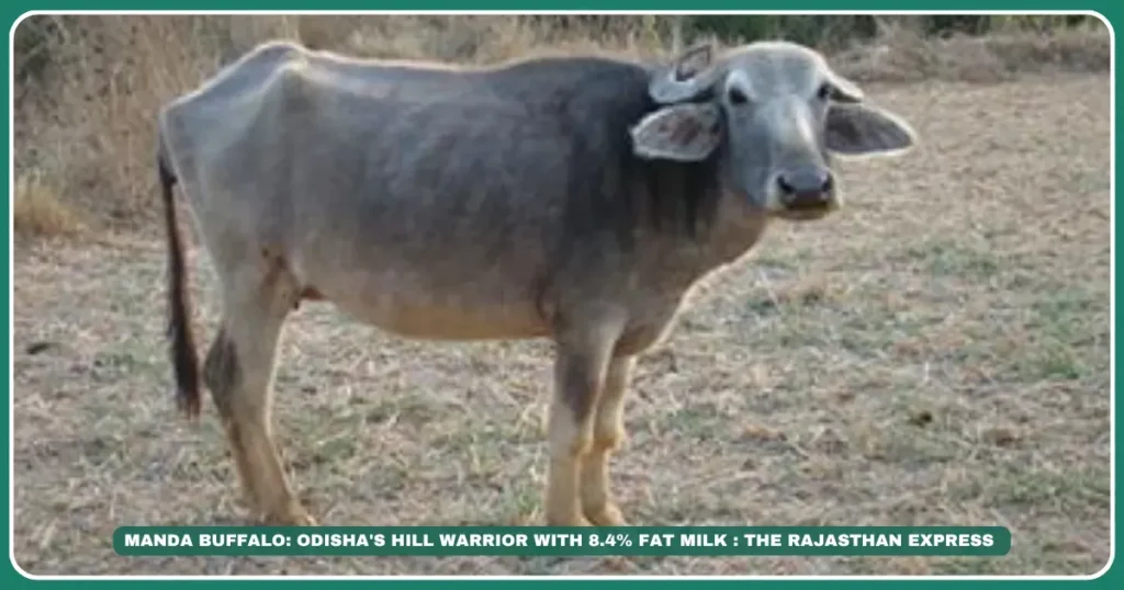 Manda buffalo

Odisha hill buffalo

Eastern Ghats livestock

High-fat milk buffalo

Koraput native breeds

Copper-haired buffalo

Dual-purpose buffalo

Drought-resistant buffalo

Nawarangapur dairy

"Buffalo for hilly terrain farming"

"Manda buffalo milk fat percentage"

"Buy Manda buffalo Koraput"Manda Buffalo: Odisha's Hill Warrior with 8.4% Fat Milk | Breed Spotlight

