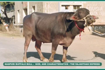 Nagpuri Buffalo – Vidarbha’s Hardy Milk & Draught Breed | NBAGR Registered Breed .Nagpuri buffalo Berari buffalo milk yield High-fat buffalo milk Vidarbha buffalo breeds Draught buffalo breeds Maharashtra native livestock Gaorani buffalo Ellichpuri buffalo Low-maintenance buffalo