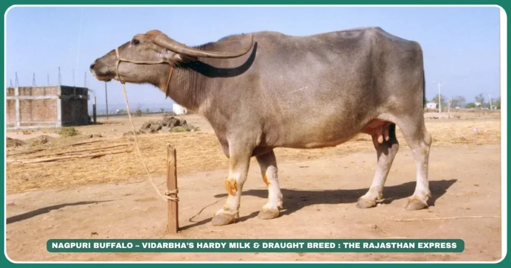 Nagpuri Buffalo – Vidarbha’s Hardy Milk & Draught Breed | NBAGR Registered Breed. Nagpuri buffalo Berari buffalo milk yield High-fat buffalo milk Vidarbha buffalo breeds Draught buffalo breeds Maharashtra native livestock Gaorani buffalo Ellichpuri buffalo Low-maintenance buffalo