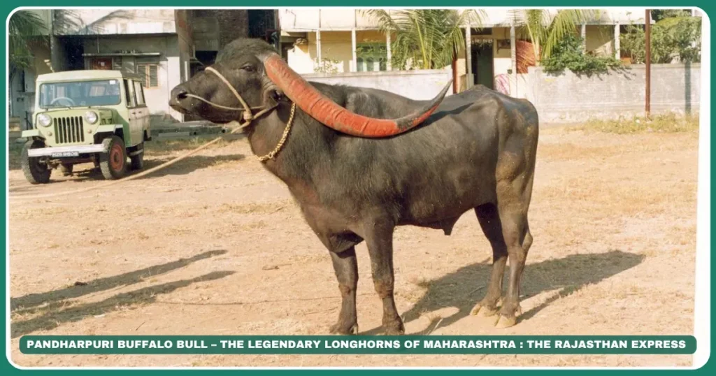 Pandharpuri Buffalo – Maharashtra’s Long-Horned Dairy Marvel | NBAGR Registered Breed