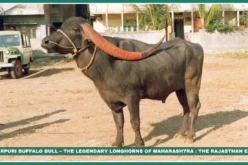 Pandharpuri Buffalo – Maharashtra’s Long-Horned Dairy Marvel | NBAGR Registered Breed