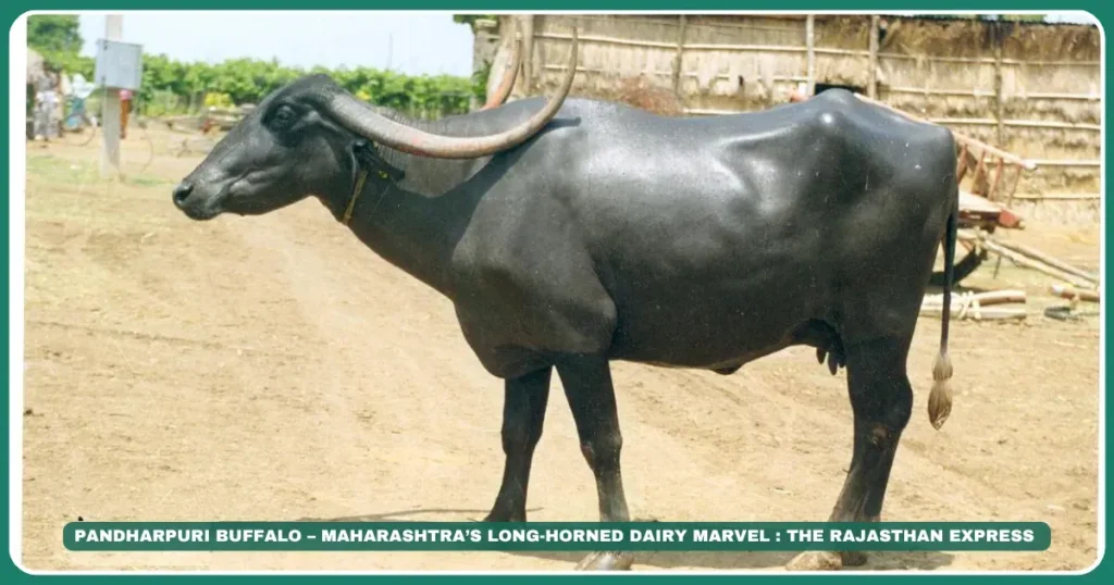 Pandharpuri Buffalo – Maharashtra’s Long-Horned Dairy Marvel | NBAGR Registered Breed