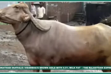 Purnathadi buffalo Vidarbha indigenous breeds Brown buffalo India High-fat milk buffalo Purna River livestock Nagpuri vs Purnathadi Small farmer dairy breeds MAFSU recognized breeds ICAR-NBAGR registered "Brown buffalo breed India" "Purnathadi milk fat percentage" "Buy Purnathadi buffalo Akola""Amravati dairy farmers," "Purna River livestock," "Vidarbha indigenous breeds"