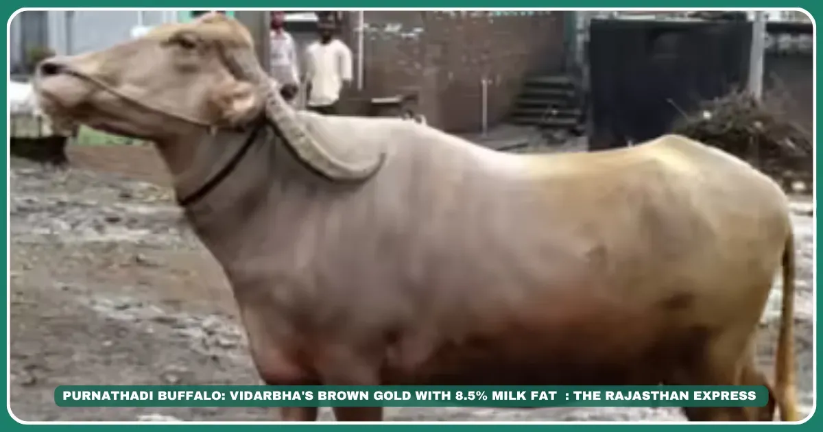 Purnathadi buffalo Vidarbha indigenous breeds Brown buffalo India High-fat milk buffalo Purna River livestock Nagpuri vs Purnathadi Small farmer dairy breeds MAFSU recognized breeds ICAR-NBAGR registered "Brown buffalo breed India" "Purnathadi milk fat percentage" "Buy Purnathadi buffalo Akola""Amravati dairy farmers," "Purna River livestock," "Vidarbha indigenous breeds"