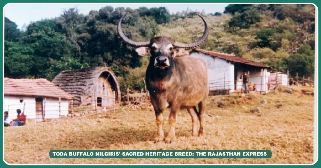 Toda buffaloNilgiris heritage breedTamil Nadu tribal buffaloCrescent-horned buffaloToda tribe animalsEndangered Indian buffaloHigh-rainfall buffalo breedsBuffalo for religious ceremonies , The Living Legacy: Toda Buffalo & Tribal Identity , "Sacred buffalo breeds of India""Where to see Toda buffalo in Nilgiris?""Toda tribe buffalo ritual significance" , "Nilgiris biodiversity," "Toda hamlets Tamil Nadu"