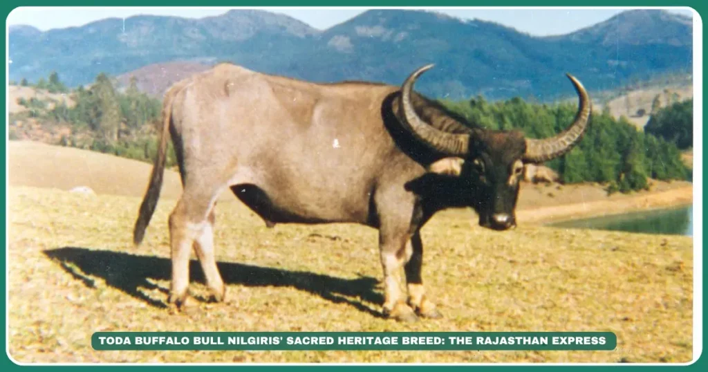 Toda buffalo Nilgiris heritage breed Tamil Nadu tribal buffalo Crescent-horned buffalo Toda tribe animals Endangered Indian buffalo High-rainfall buffalo breeds Buffalo for religious ceremonies , The Living Legacy: Toda Buffalo & Tribal Identity , "Sacred buffalo breeds of India" "Where to see Toda buffalo in Nilgiris?" "Toda tribe buffalo ritual significance" , "Nilgiris biodiversity," "Toda hamlets Tamil Nadu"