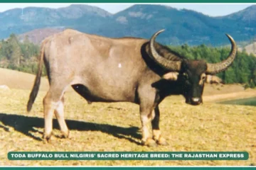 Toda buffalo Nilgiris heritage breed Tamil Nadu tribal buffalo Crescent-horned buffalo Toda tribe animals Endangered Indian buffalo High-rainfall buffalo breeds Buffalo for religious ceremonies , The Living Legacy: Toda Buffalo & Tribal Identity , "Sacred buffalo breeds of India" "Where to see Toda buffalo in Nilgiris?" "Toda tribe buffalo ritual significance" , "Nilgiris biodiversity," "Toda hamlets Tamil Nadu"