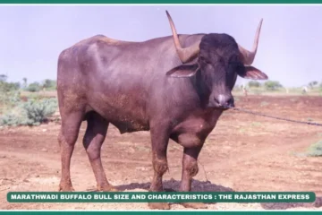 Marathwadi buffalo High-fat milk buffalo Ellichpuri buffalo Maharashtra buffalo breeds Best dairy buffalo in India Pandharpuri vs Marathwadi buffalo Indian buffalo milk fat content Draught buffalo breeds , "Best buffalo breed for ghee production" "Marathwadi buffalo milk yield per day" (~4-6kg) "Ellichpuri buffalo price in Maharashtra"