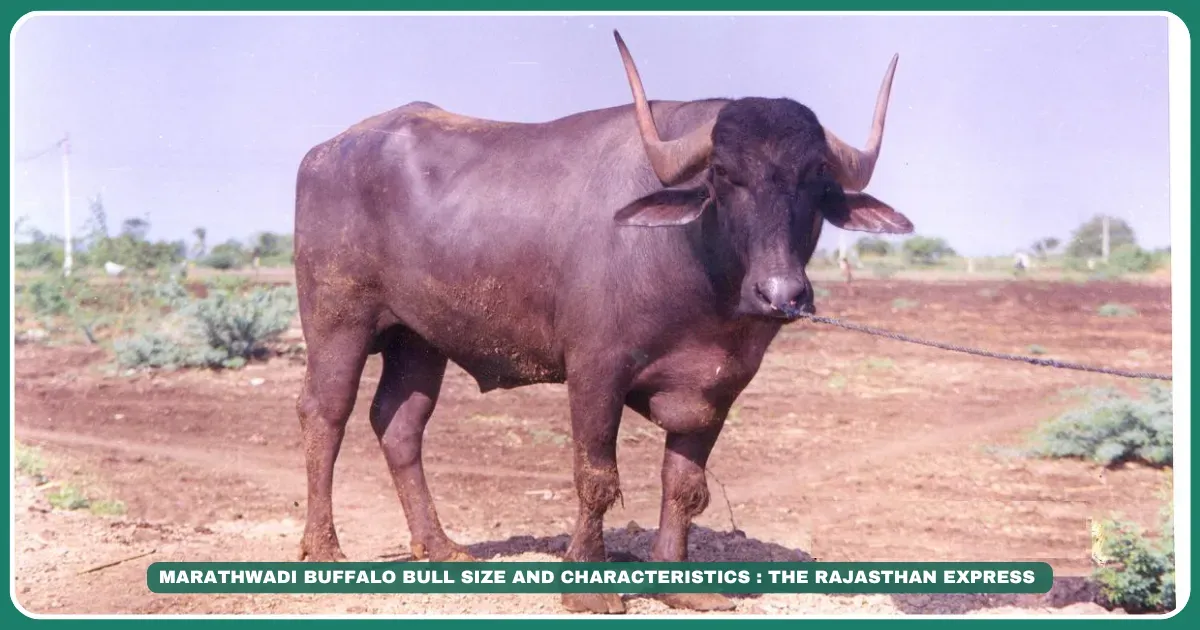 Marathwadi buffalo High-fat milk buffalo Ellichpuri buffalo Maharashtra buffalo breeds Best dairy buffalo in India Pandharpuri vs Marathwadi buffalo Indian buffalo milk fat content Draught buffalo breeds , "Best buffalo breed for ghee production" "Marathwadi buffalo milk yield per day" (~4-6kg) "Ellichpuri buffalo price in Maharashtra"