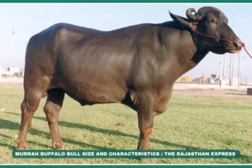 Murrah buffalo Highest milk yield buffalo Jet black dairy buffalo Spiral horn buffalo Buy Murrah buffalo Murrah buffalo price Indian dairy buffalo breeds Haryana Murrah breeders Export quality buffalo , "Murrah buffalo price," "Murrah breeders near me" "Murrah milk yield per day"