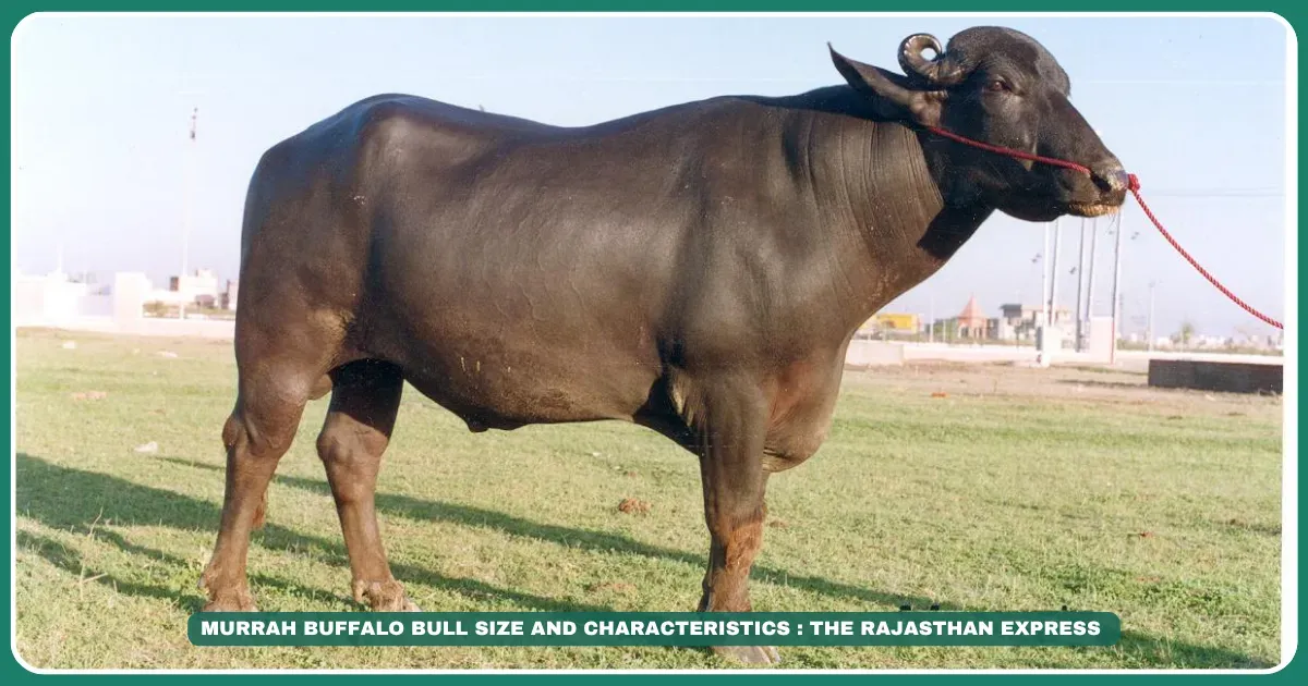 Murrah buffalo Highest milk yield buffalo Jet black dairy buffalo Spiral horn buffalo Buy Murrah buffalo Murrah buffalo price Indian dairy buffalo breeds Haryana Murrah breeders Export quality buffalo , "Murrah buffalo price," "Murrah breeders near me" "Murrah milk yield per day"