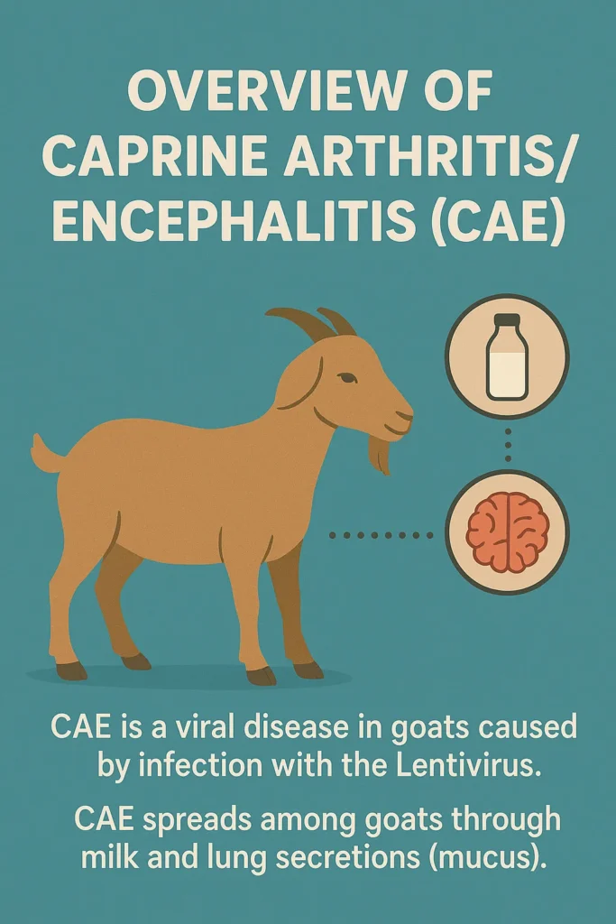 Caprine Arthritis-Encephalitis (CAE) in Goats and Sheep