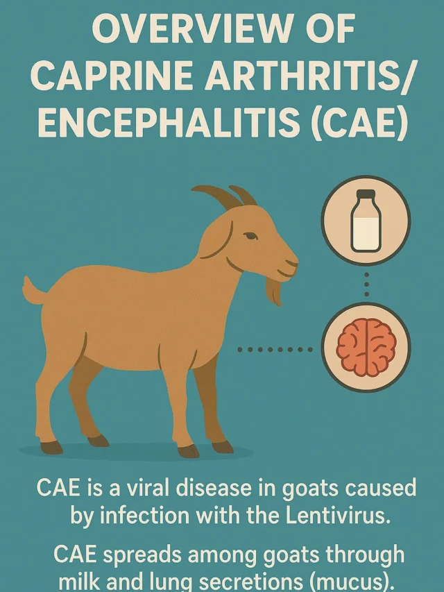 Caprine Arthritis Encephalitis (CAE): Guide to Symptoms, Prevention, and Economic Impact