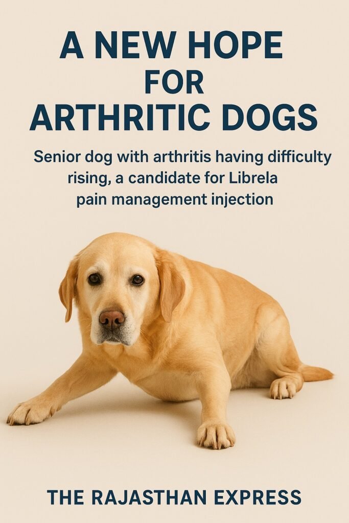 Senior dog with arthritis having difficulty rising, a candidate for Librela pain management injection