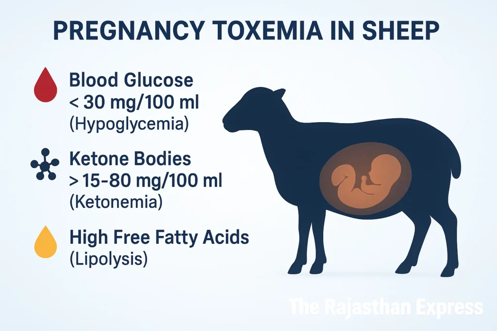 Diagnostic chart for Pregnancy Toxemia showing critical blood values: hypoglycemia (