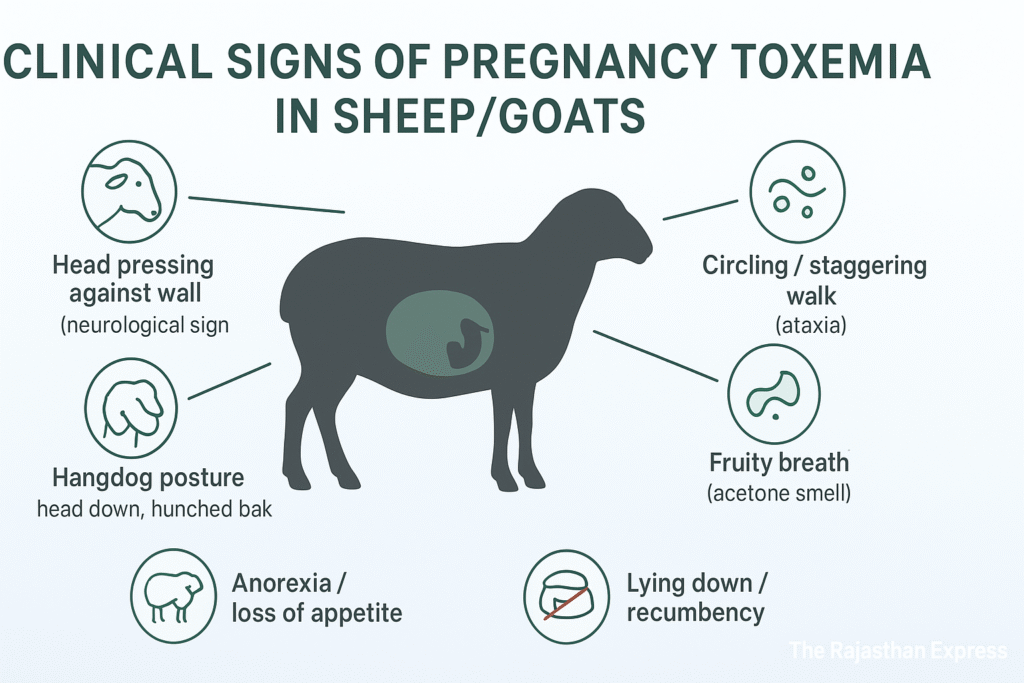 Infographic listing the clinical signs of Pregnancy Toxemia in sheep and goats, including head pressing, circling, fruity breath, recumbency, and loss of appetite.