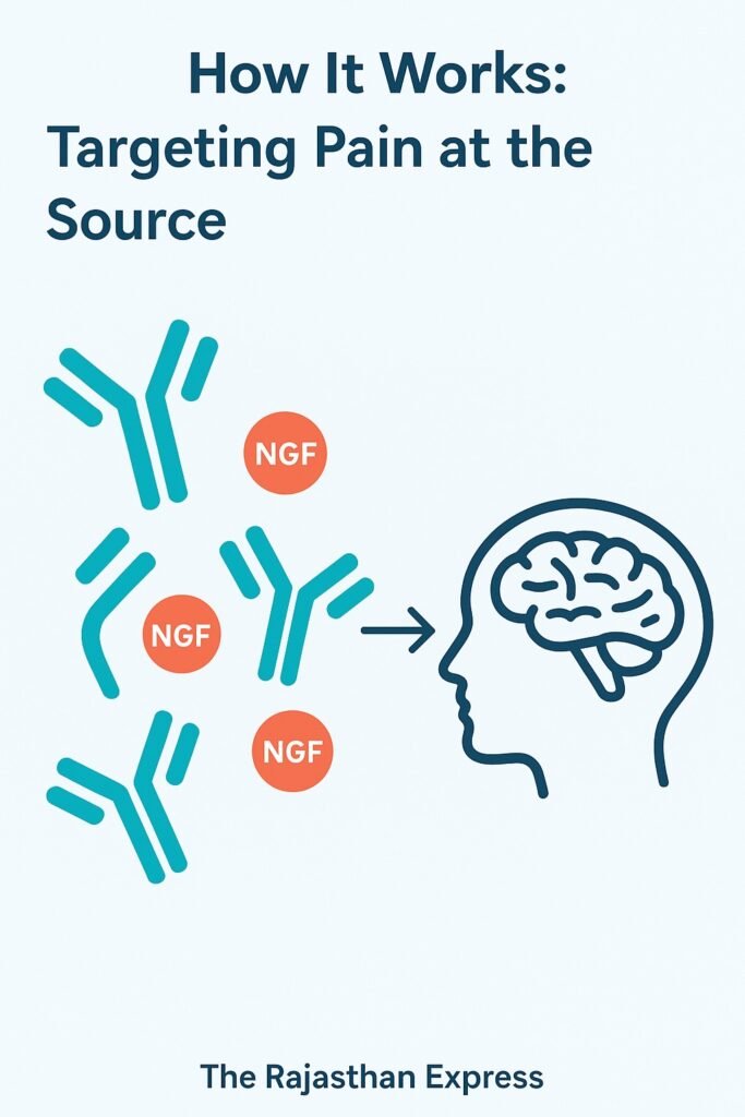 Animated explanation of how Librela (bedinvetmab) monoclonal antibodies block NGF to prevent pain signals
