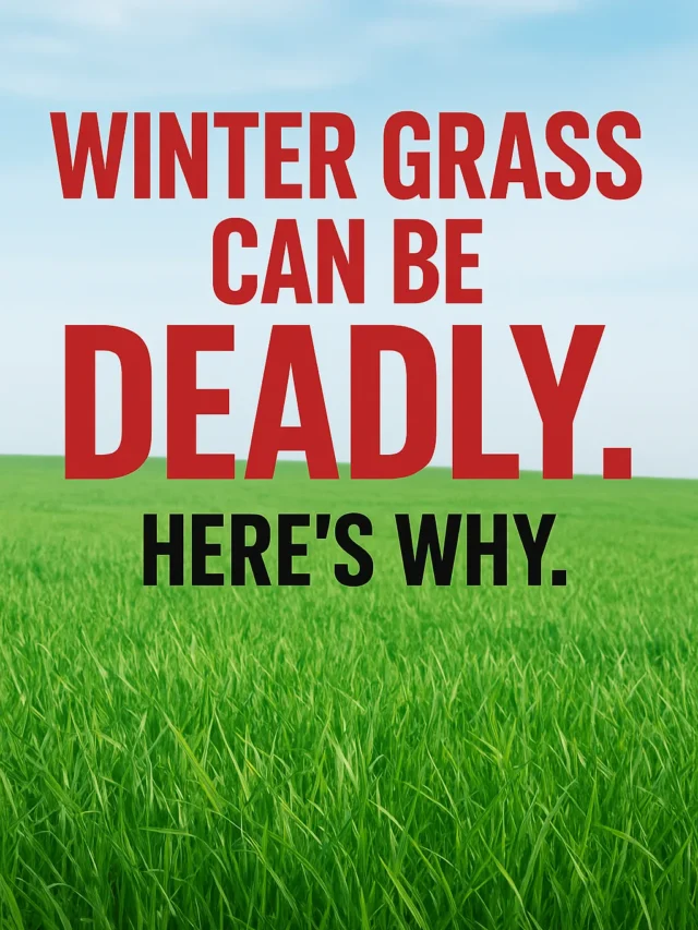 “Hypomagnesemic Tetany (Grass Tetany): The Winter Killer in Your Pasture”