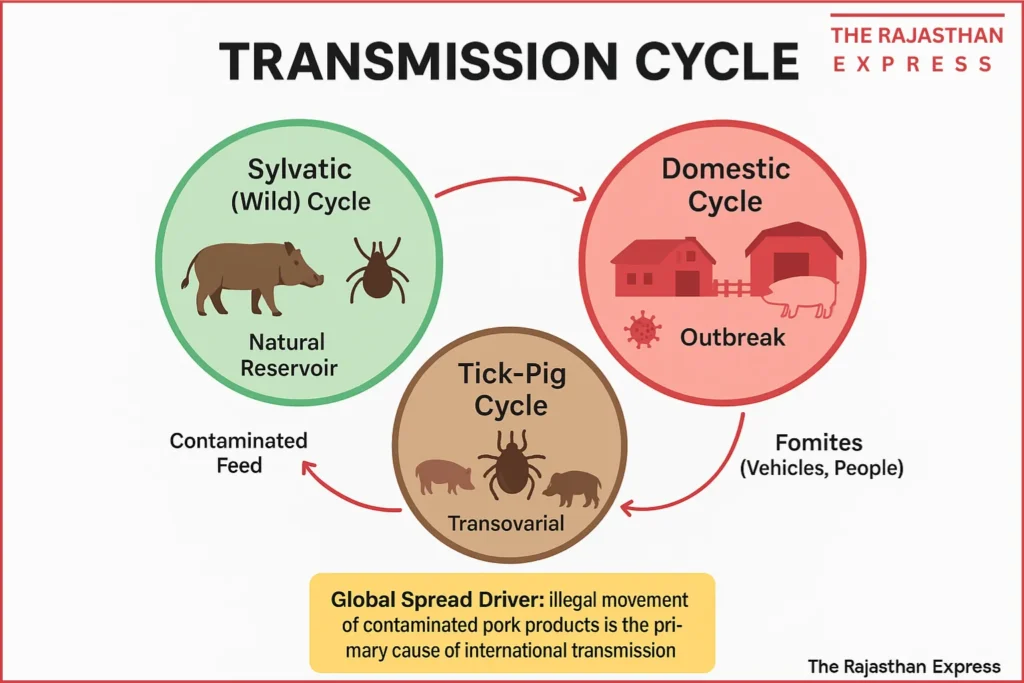  Illustration showing the three transmission cycles of African Swine Fever: between warthogs and ticks (sylvatic), in domestic pig herds, and the role of ticks as a biological vector.