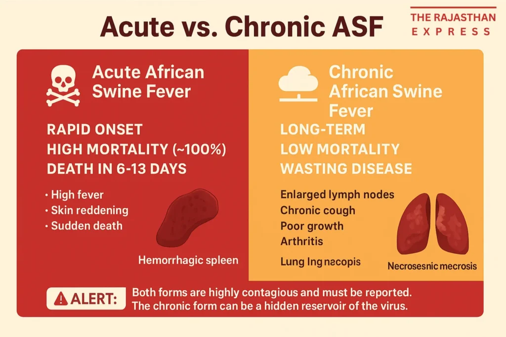 Side-by-side chart comparing the rapid, fatal Acute form of African Swine Fever with the long-term, wasting Chronic form, including symptoms and outcomes.