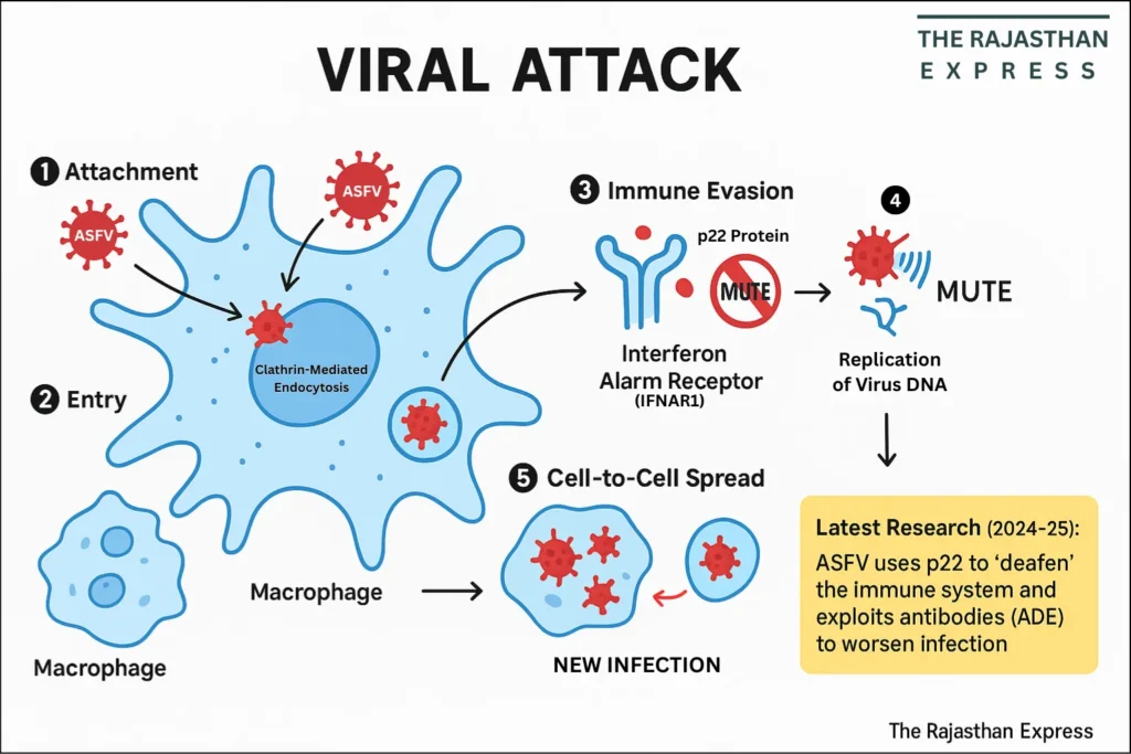 Diagram illustrating the step-by-step process of the African Swine Fever Virus infecting a pig's immune cell, showing attachment, entry, immune evasion via the p22 protein, replication, and cell-to-cell spread.